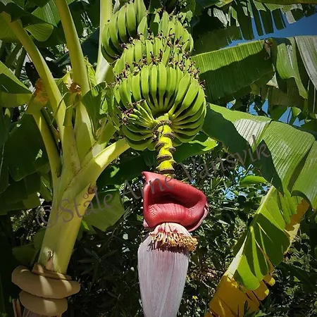 Belka Golf Luxury Poolside